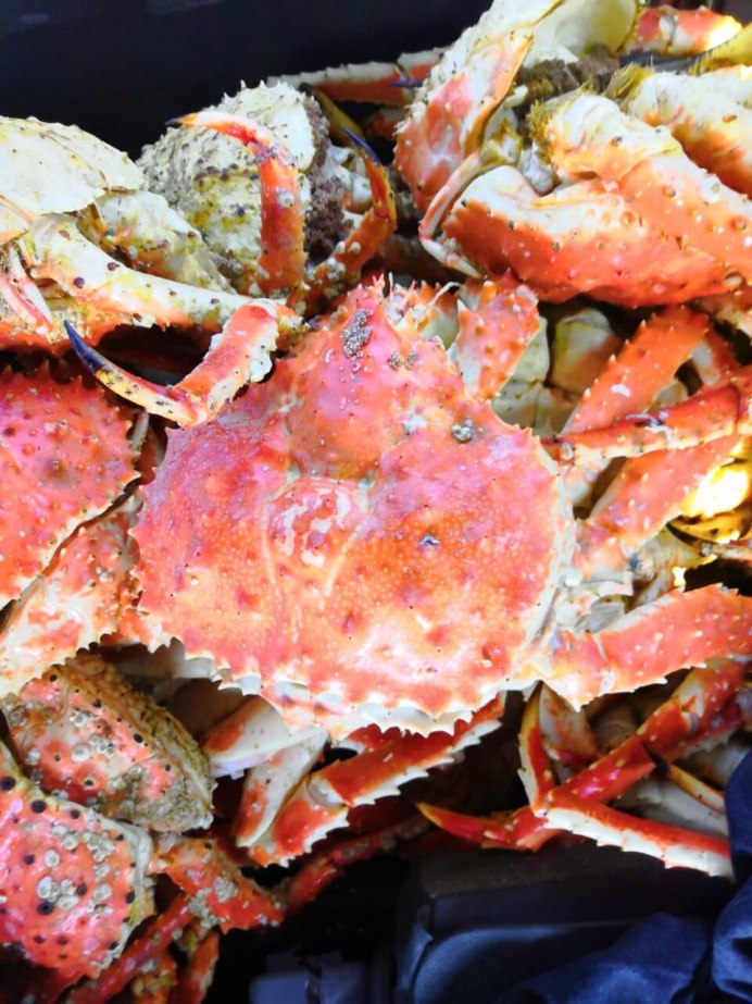 Камчатский краб Охотское море