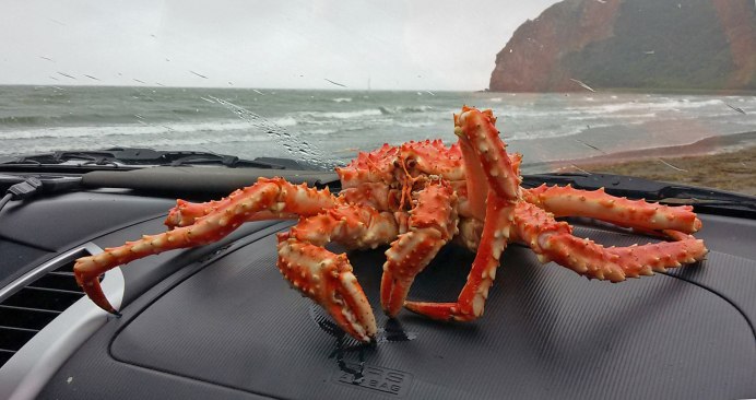 Сахалинский Королевский краб