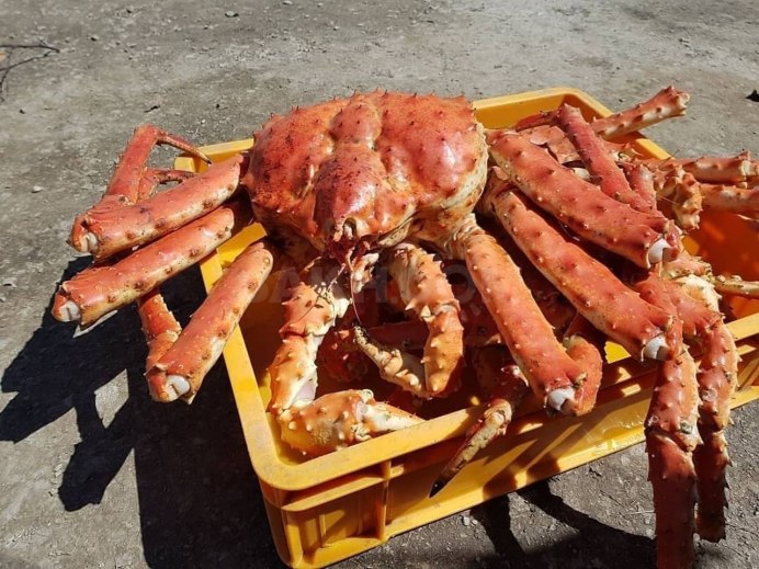 Сахалинский Королевский краб