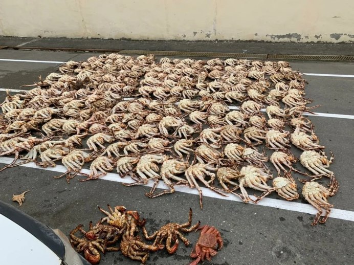 Камчатский краб в аквакультуре