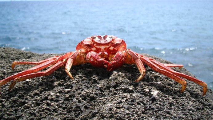 Камчатский краб Охотское море