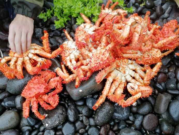 Охотское море синий краб
