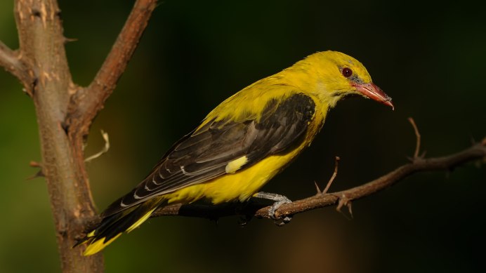 Африканская золотистая Иволга