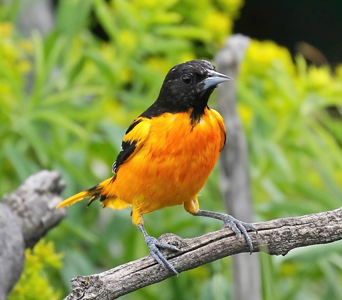Обыкновенная Иволга Oriolus Oriolus
