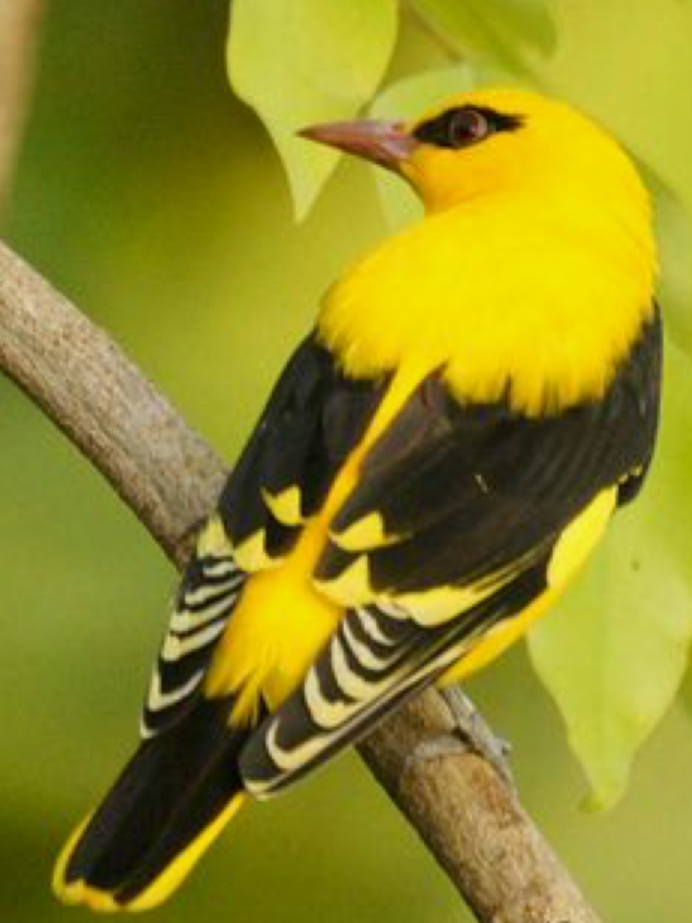 Elegant Oriole (яркая Иволга)