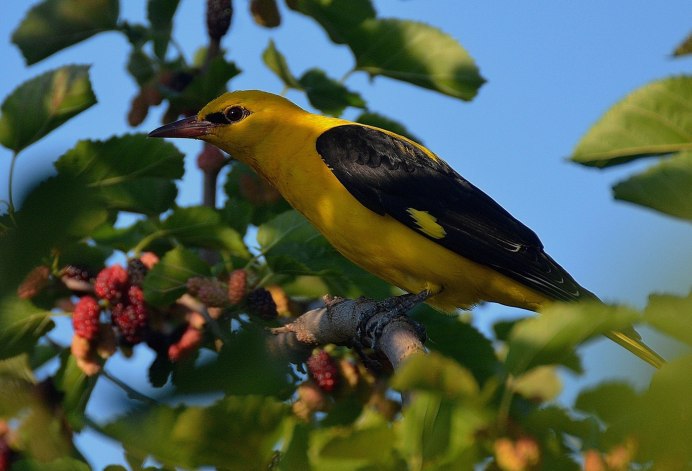 Черно оранжевая птица