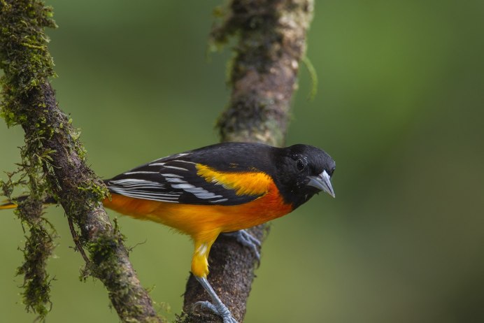 Голос Иволги слушать