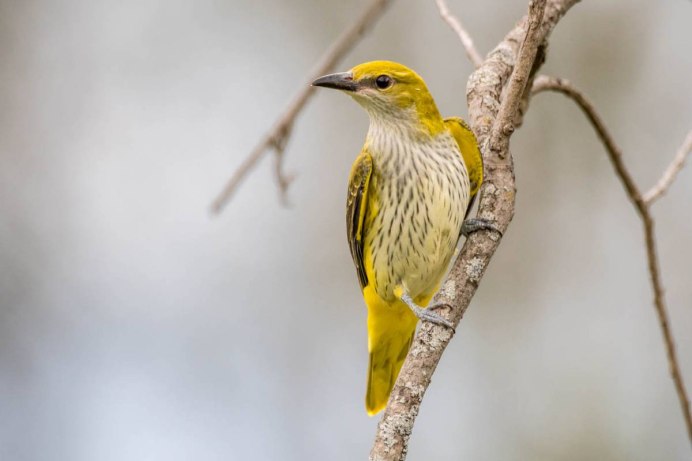 Китайская Иволга