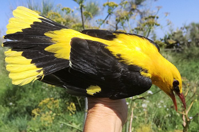 Иволга Саратовская птица