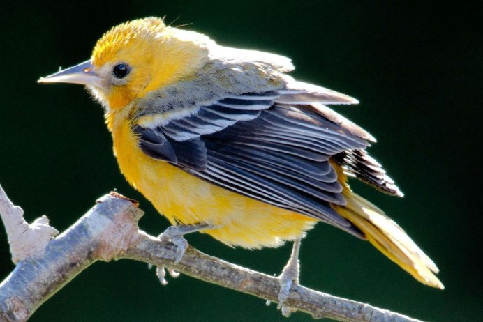 Балтиморская Иволга