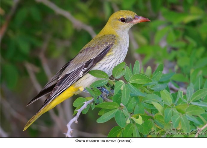 Балтиморская Иволга