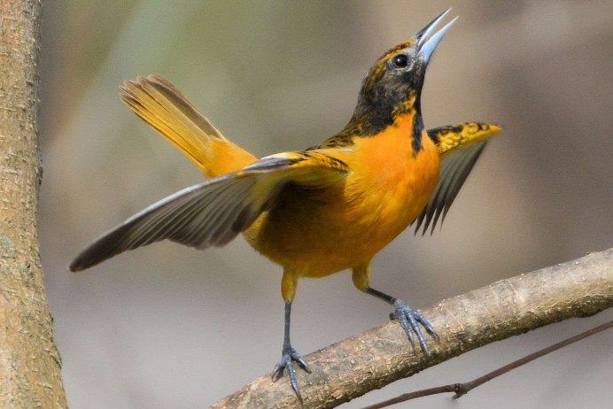 (African Golden Oriole)