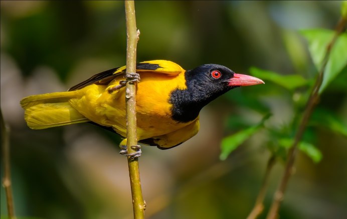 Обыкновенная Иволга перелётная