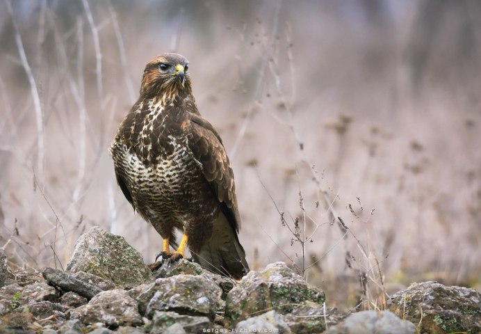 Обыкновенный канюк Buteo Buteo