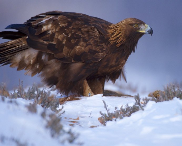 Ястреб канюк Орел