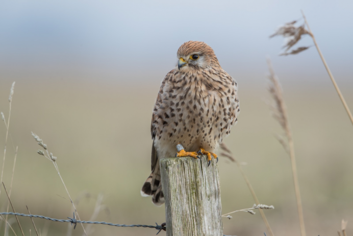 Сокол Орел ястреб канюк