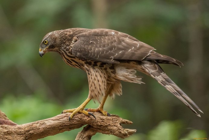 Ястреб канюк Орел Коршун