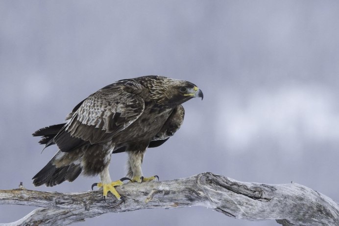 Канюк размах крыльев