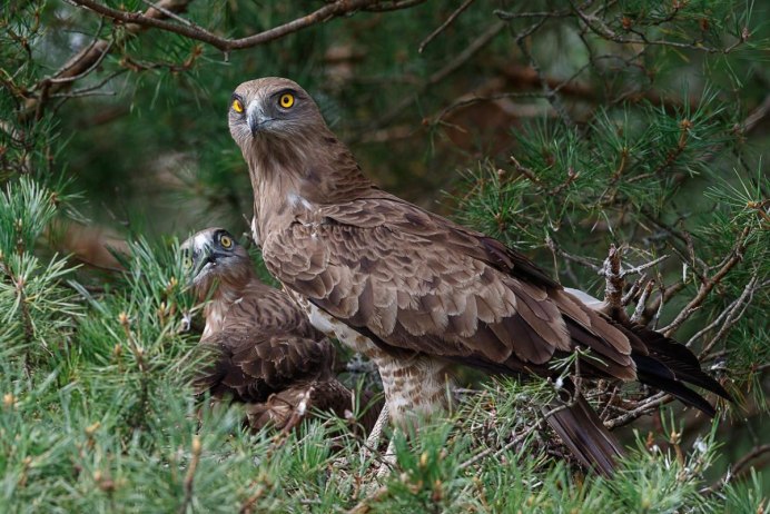 Луговой канюк