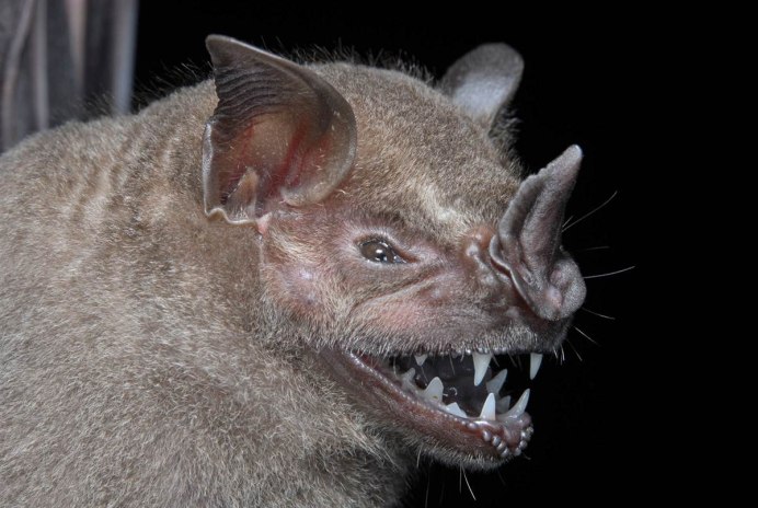Голокожая летучая мышь