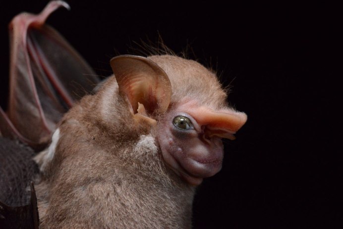 Голокожая летучая мышь