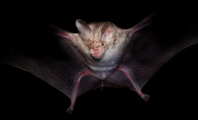 Розовая летучая мышь
