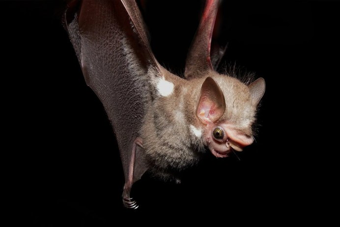 Травоядный Дракула летучая мышь