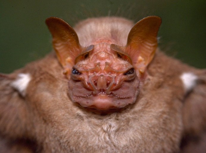 Желтокрылый ложный вампир