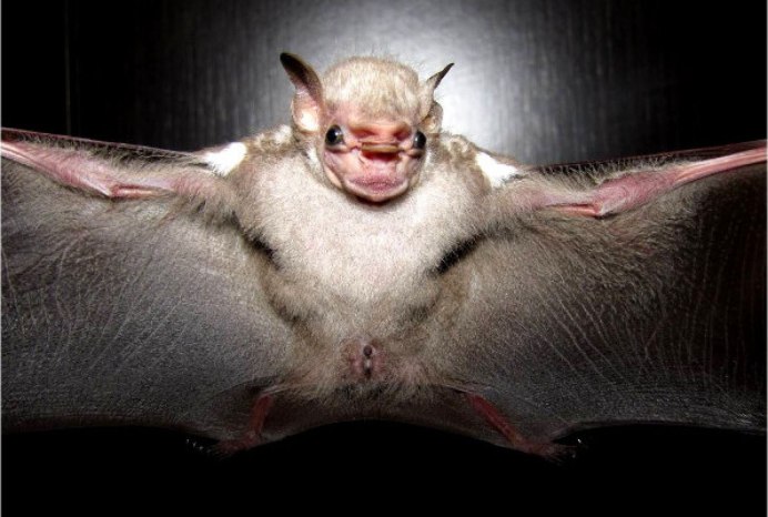 Длиноязыковой листонос,