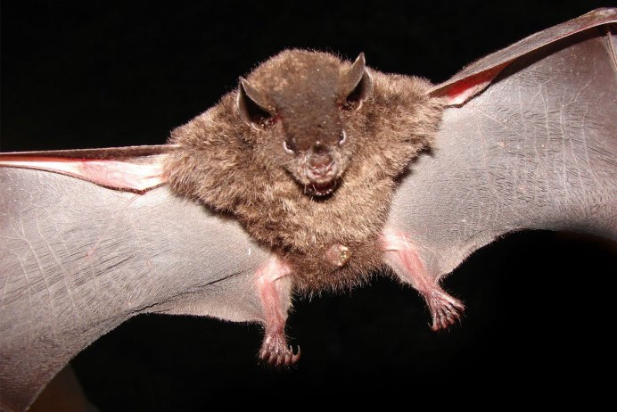 Летучая мышь в полете