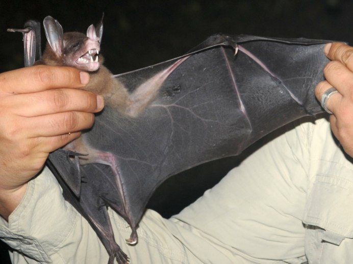 Плотоядные летучие мыши