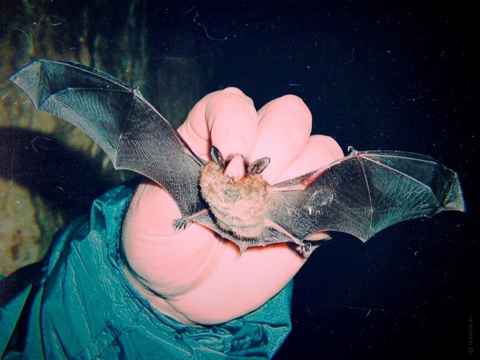 Летучая собака и летучая лисица