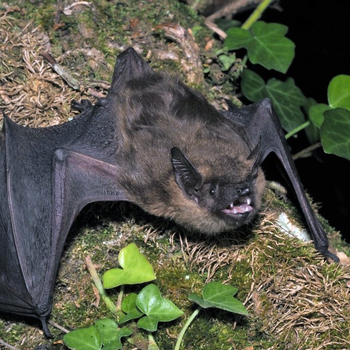 Детёныш кенгуру новорожденный