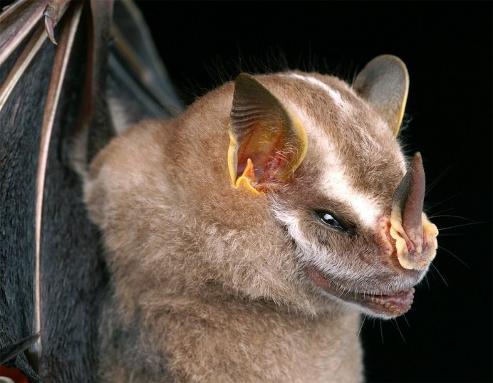 Летучие мыши вампиры Детеныши