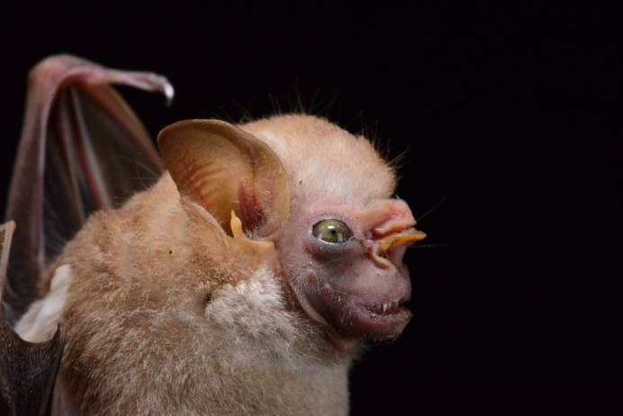 Травоядный Дракула животное