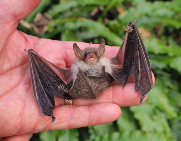 Летучая мышь Московская