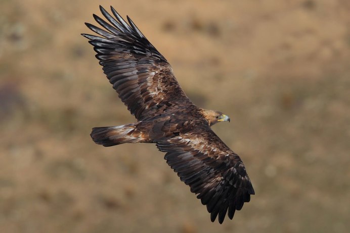 Беркут Aquila chrysaetos