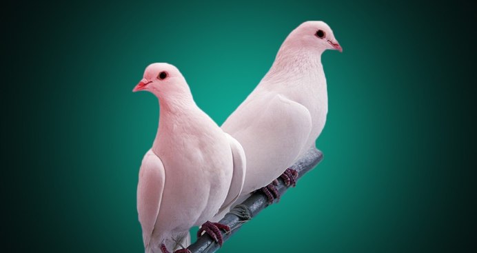 Белая птица
