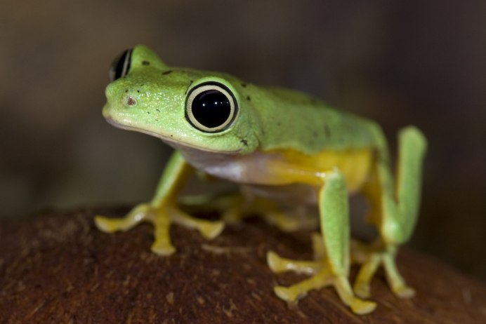 Hemisus marmoratus