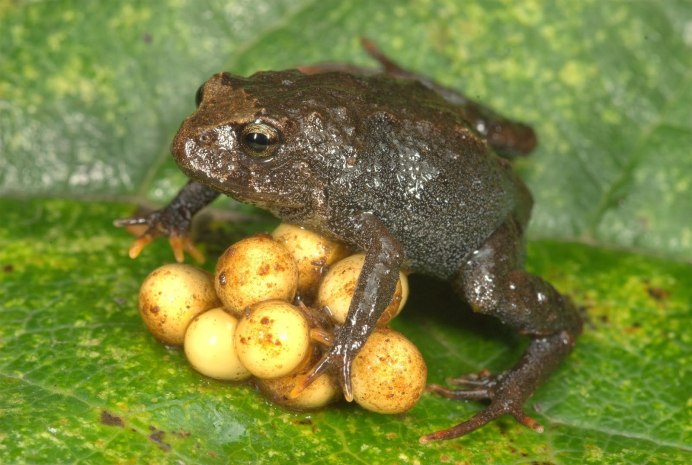 Лягушка Hemiphractus proboscideus