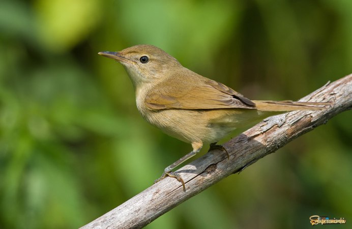 Болотная камышевка Acrocephalus