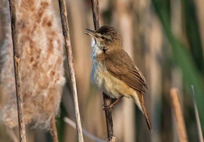 Болотная камышевка Acrocephalus palustris