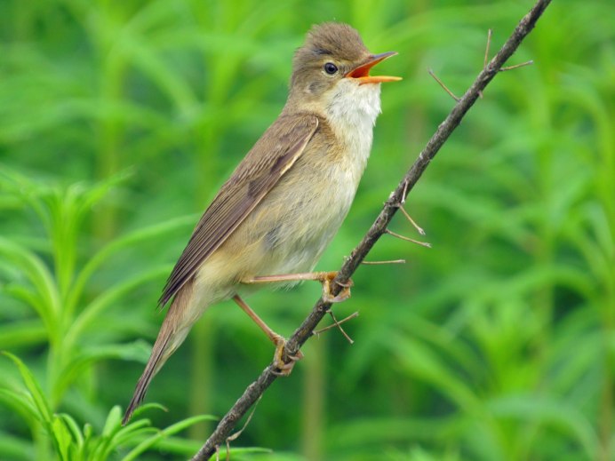 Болотная камышевка Acrocephalus palustris