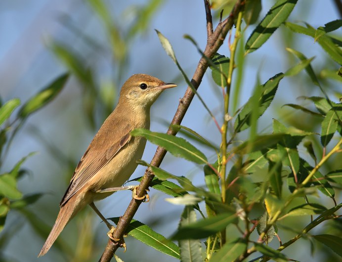 Болотная камышевка Acrocephalus palustris