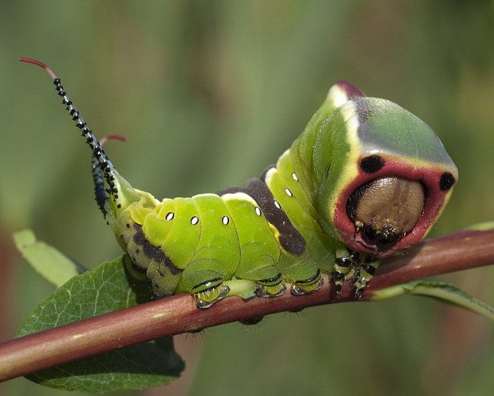 Papilio Troilus гусеница глаза