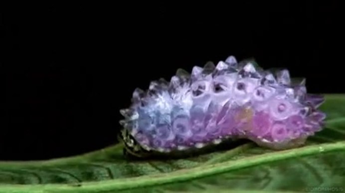 Papilio Troilus гусеница глаза