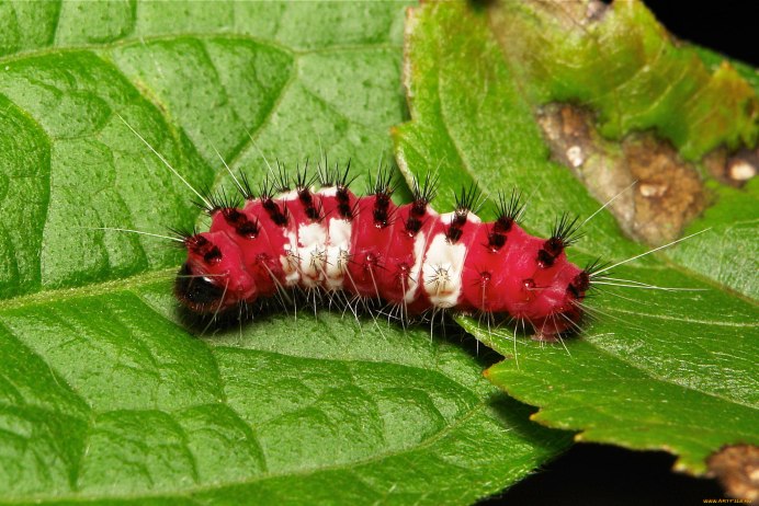 Papilio Troilus гусеница бабочка