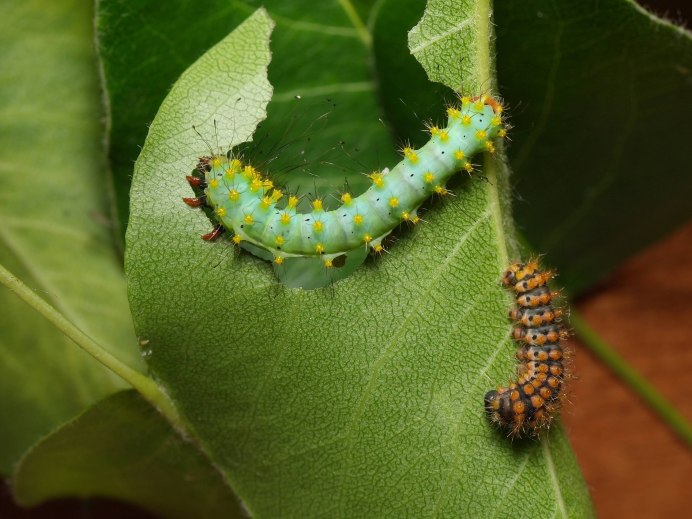 Гусеница бабочки Carthaea saturnioides