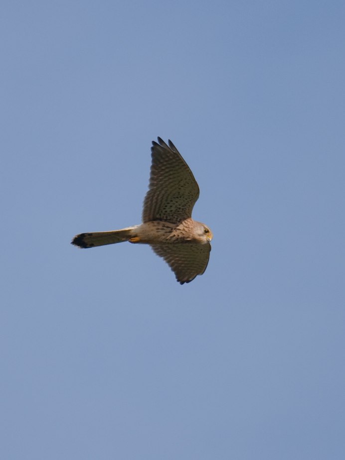 Kestrel Fly