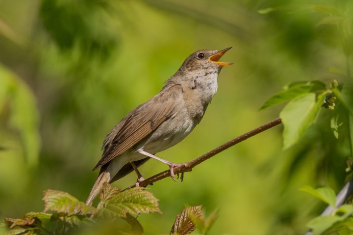 Luscinia Luscinia